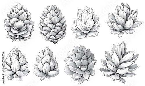 Highly detailed illustrations of various trees, leaves, grasses, and botanical elements, featuring realistic, minimalist, and abstract compositions on a white background.