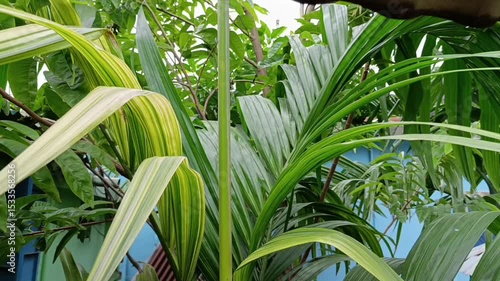 Lush Tropical Greenery Vibrant Palm Leaves and Foliage in a Garden Setting