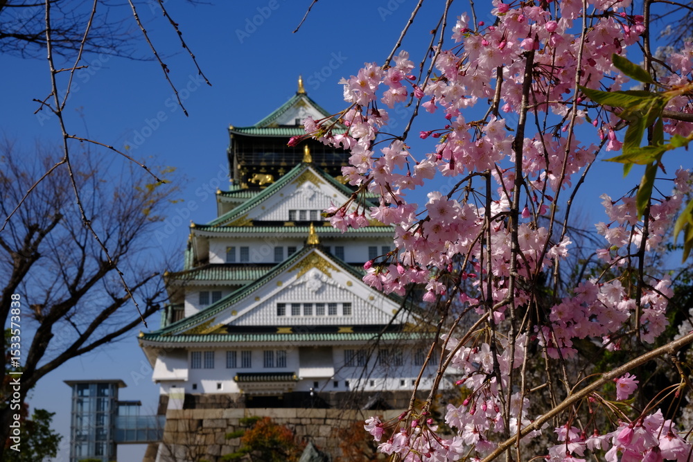 Fototapeta premium 日本、大阪、大阪城、桜、花、金城、大阪城公园、日本の城、特別史跡、輪郭式平城、天守、庭園、春、歷史名勝、綠色、風景、青空、初夏、写真素材