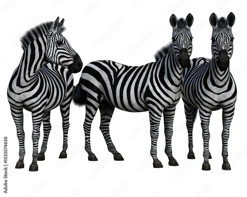 Fototapeta premium A group of three zebras standing isolated. High resolution 3d render on a transparent background. No AI used