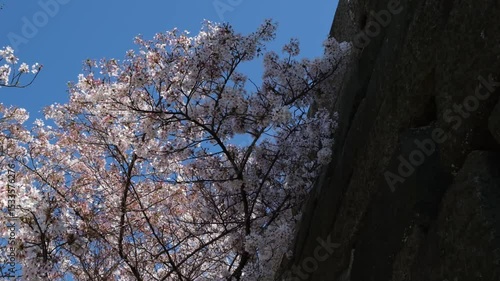 Wallpaper Mural 日本、大阪、大阪城、桜、花、金城、大阪城公园、日本の城、特別史跡、輪郭式平城、天守、庭園、春、歷史名勝、綠色、風景、青空、初夏、写真素材	
 Torontodigital.ca