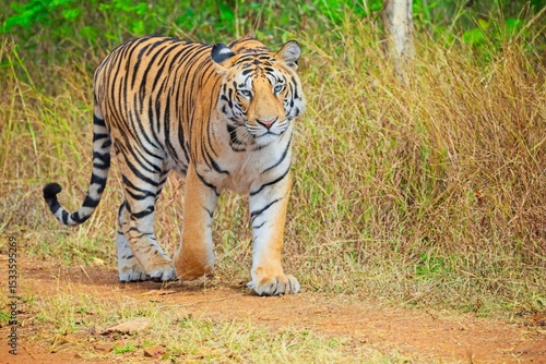 Majestic gaze of a  Royal Bengal Tiger