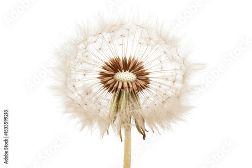 Wallpaper Mural Dandelion fluffy flower isolated on white background showcasing delicate seeds ready for dispersal to new locations Torontodigital.ca
