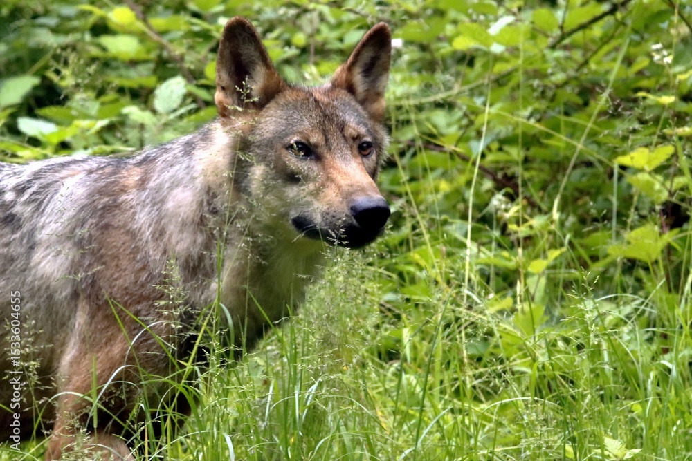 Fototapeta premium loup