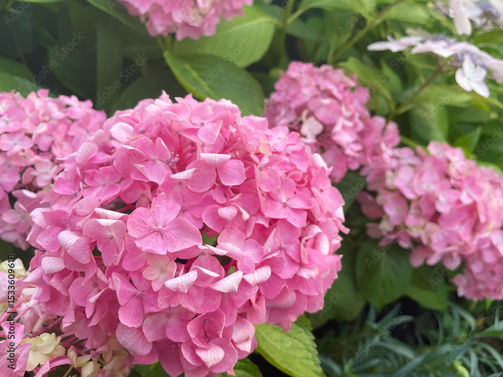 Fototapeta premium Bright pink hydrangea flowers blooming vividly among rich green leaves.