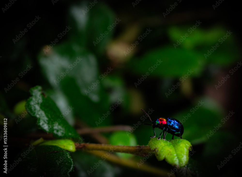 blue lady bug on leafs blue lady bug on leafs
