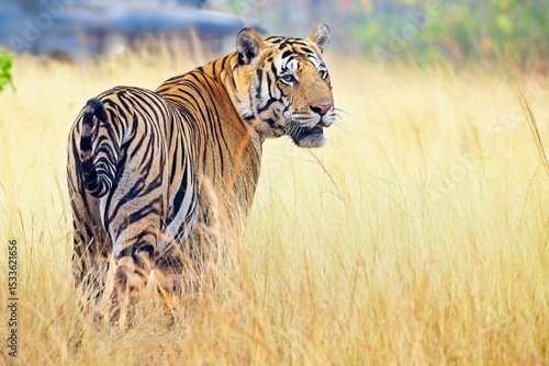 A majestic Royal Bengal Tiger in a golden grassland