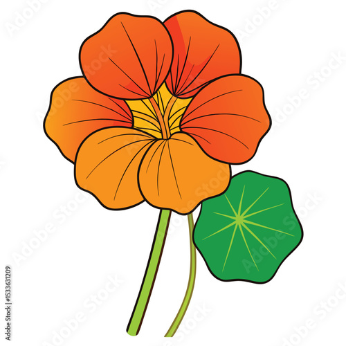 Bright single nasturtium flower, perfectly formed with vibrant colors and distinctive leaves.