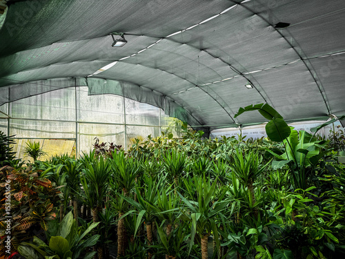 Lush tropical plants grow densely in a shaded greenhouse with clear panels, showcasing vibrant green leaves and indoor cultivation.