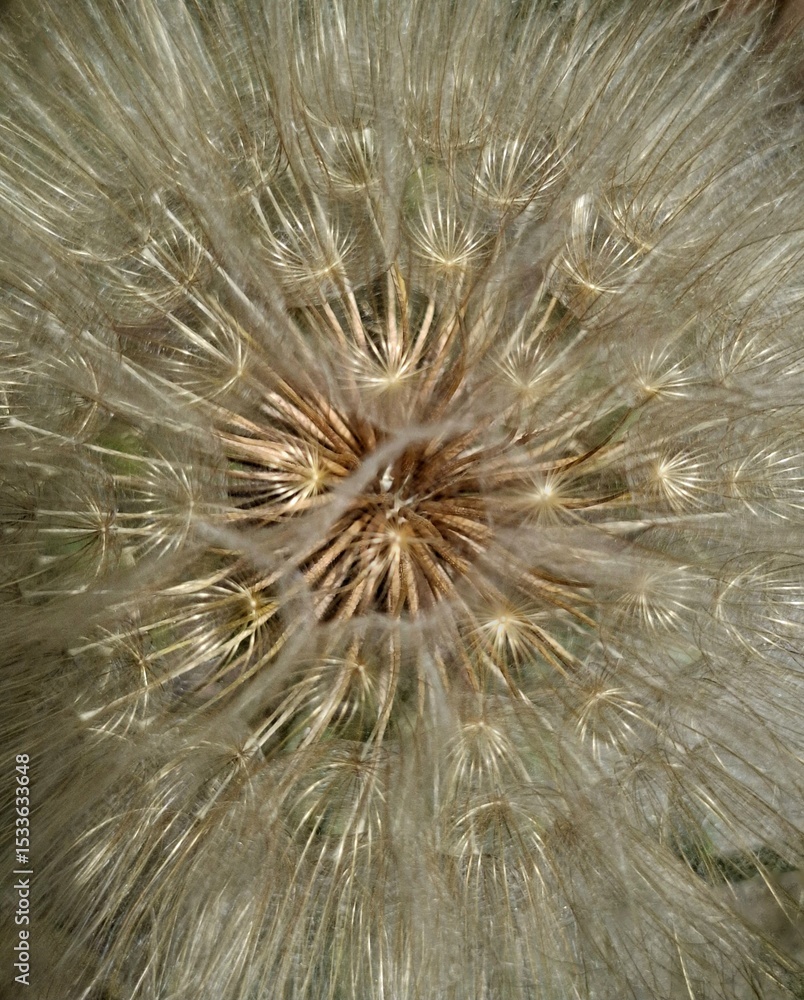 Fototapeta premium dandelion seed head. close up of dandelion top with fluffy airy seeds