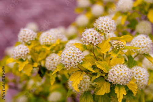 Close-up of white Common Ninebark (Physocarpus opulifolius) flowers blooming in spring