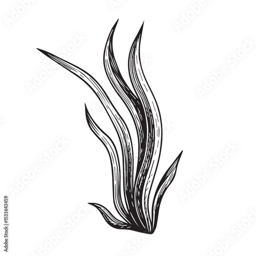 Vector line illustration of seaweed