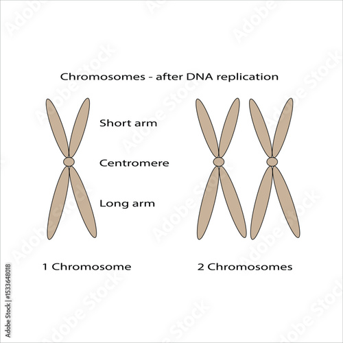Chromosomes After DNA Replication 