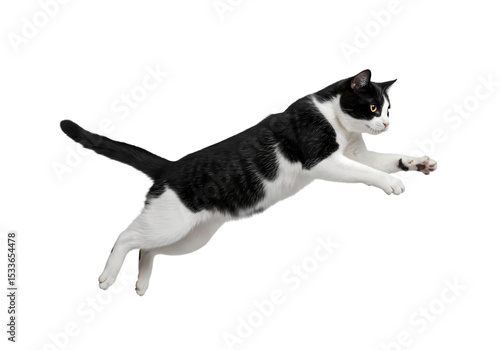 Black and White Cat in Mid-Air Leap: A Dynamic Pet Photograph on white background