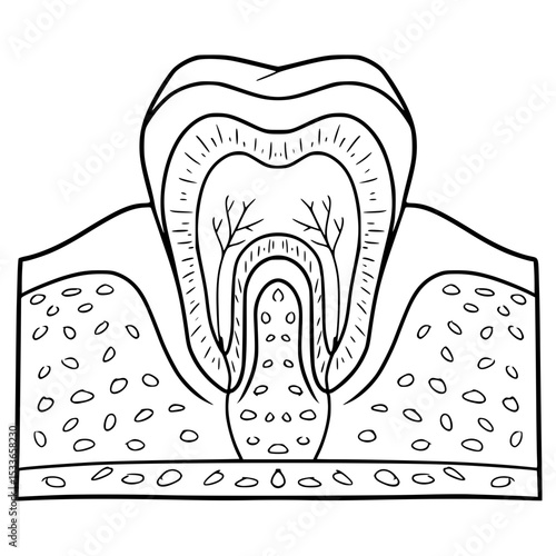 tooth anatomy illustration hand drawn outline vector