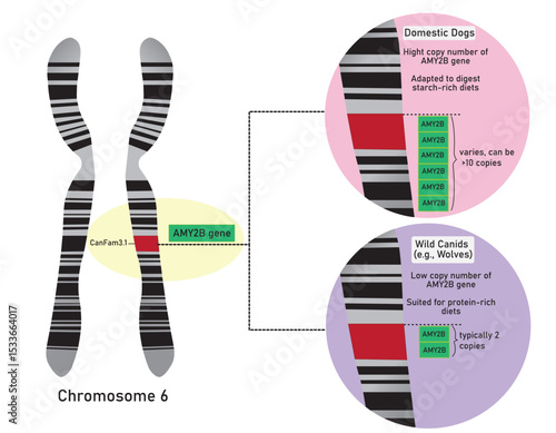 The main difference between domestic dogs and wild canids (like wolves) regarding the AMY2B gene is the copy number variation (CNV) located on chromosome 6.