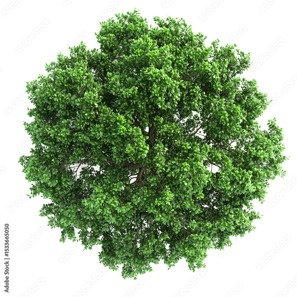 Fototapeta premium green tree isolated on white