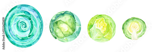 Colorful watercolor illustrations of various cabbage cuttings and stages.