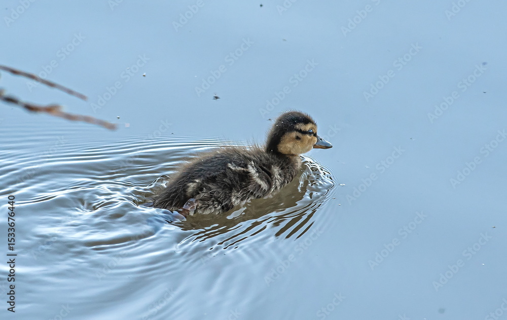 Funny little duckling swims in the water Funny little duckling swims in the water