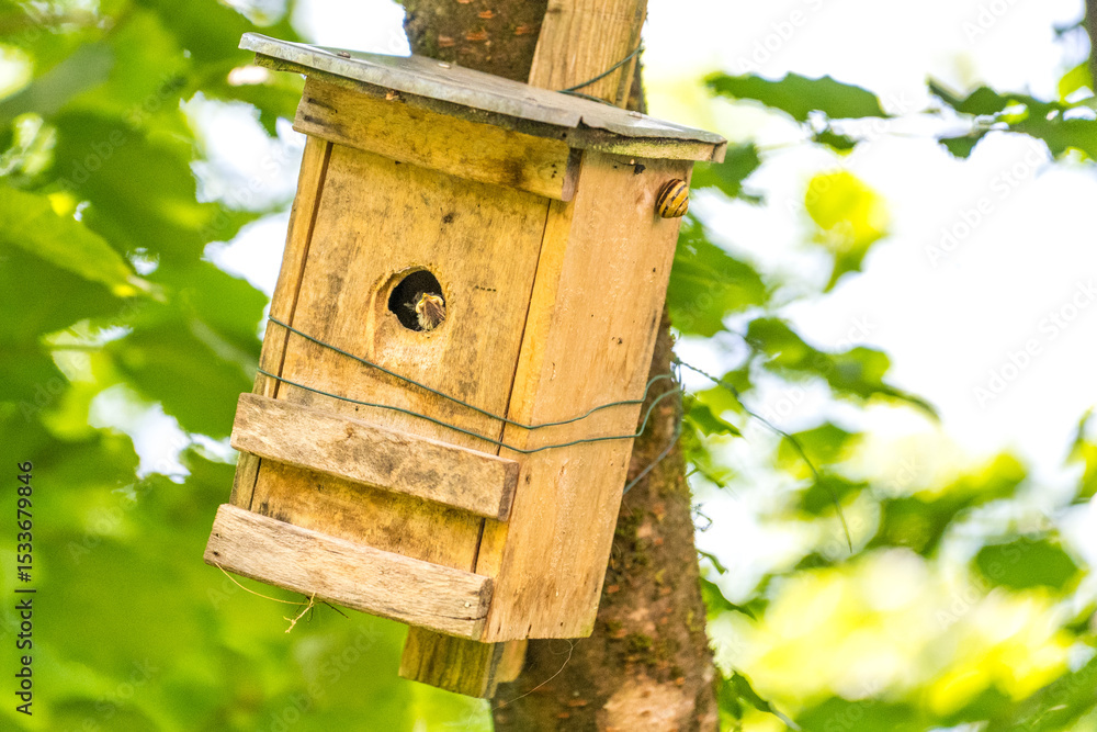 Naklejka premium Meisen mit Nachwuchs im Nistkasten