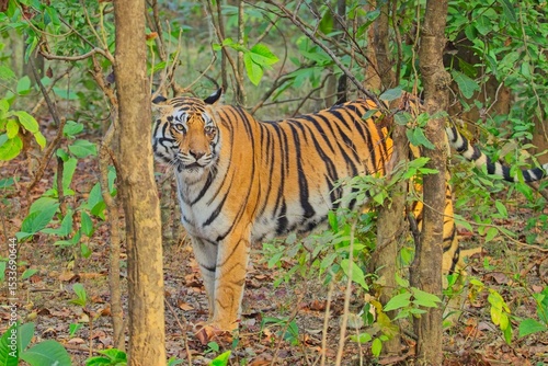 A Tigress standing alert