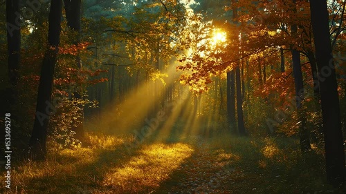 Autumn Forest Path Bathed in Sunlight