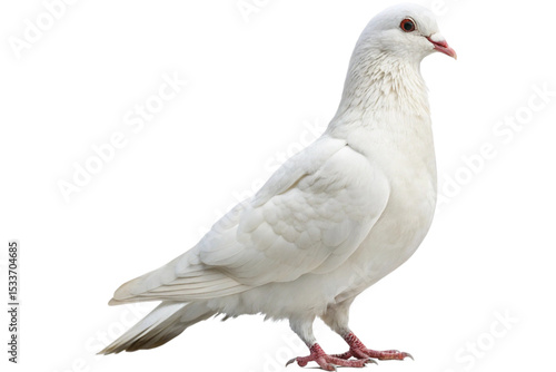 Dove Isolated Peaceful Bird on Transparent Background
