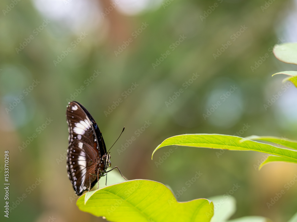 Fototapeta premium Great Eggfly Butterfly Resting Gracefully on Fresh Green Leaves