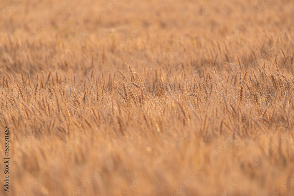 Fototapeta premium 陽に照らされて輝く麦畑 
