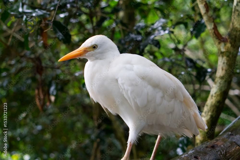 beautiful white colored hunter beautiful white colored hunter