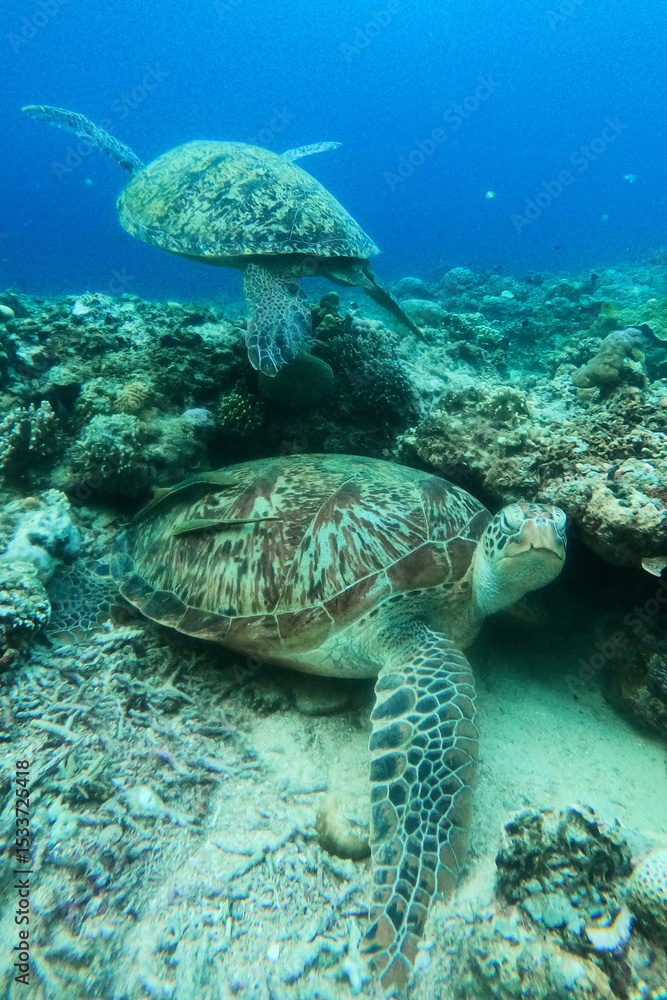 Fototapeta premium Turtles underwater at Gili Meno Indonesia