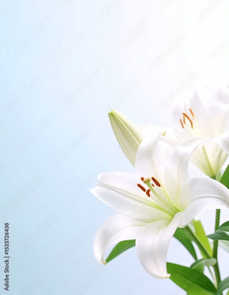 Naklejka premium Lily flower background