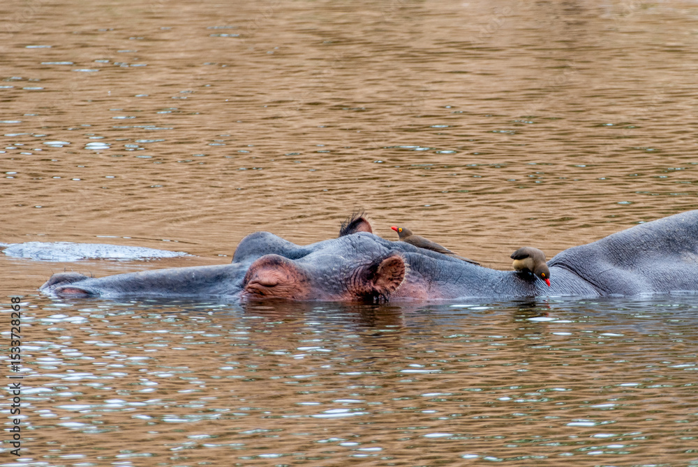 Fototapeta premium Kruger National Park, South Africa, Safari