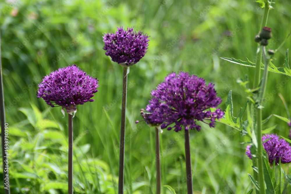 Obraz premium Purple flowers (Allium) are blossoming in a garden in sunny summer day.