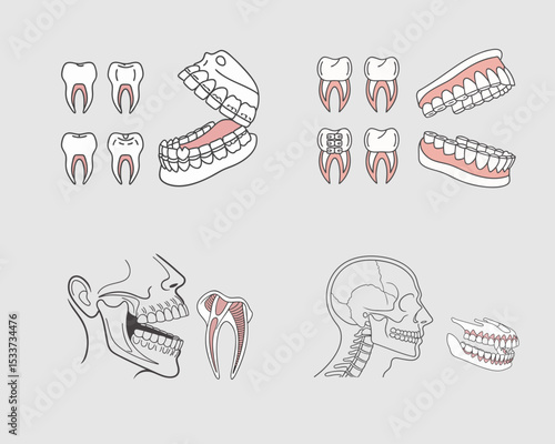 Educational Dental Anatomy Illustrations.This set of illustrations visually explains dental anatomy. Four different drawings of teeth and jaws.