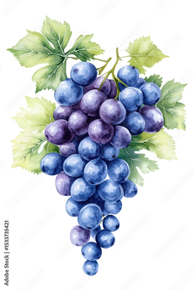 Fototapeta premium Succulent Cluster: A watercolor depiction of a plump grape cluster, its juicy, dark purple grapes and lush green leaves creating a visually pleasing arrangement.