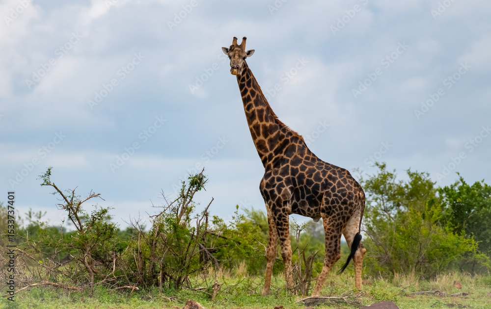 Obraz premium Kruger National Park, South Africa, Safari