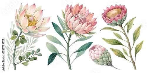 Set of beautiful flower, Watercolor collection of hand drawn flowers, Botanical plant illustration
