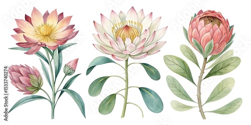 Set of beautiful flower, Watercolor collection of hand drawn flowers, Botanical plant illustration