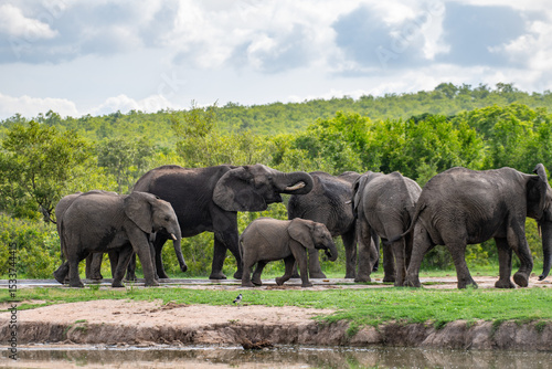 Kruger National Park, South Africa, Safari