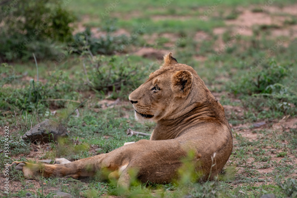 Fototapeta premium Kruger National Park, South Africa, Safari