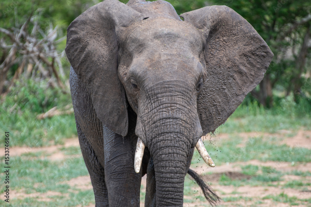 Fototapeta premium Kruger National Park, South Africa, Safari