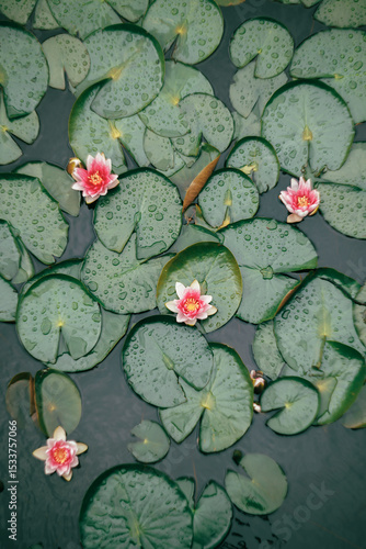 Vibrant pink water lilies bloom amongst lush green pads, adorned with glistening raindrops, creating a serene and captivating natural scene. Perfect for themes of beauty