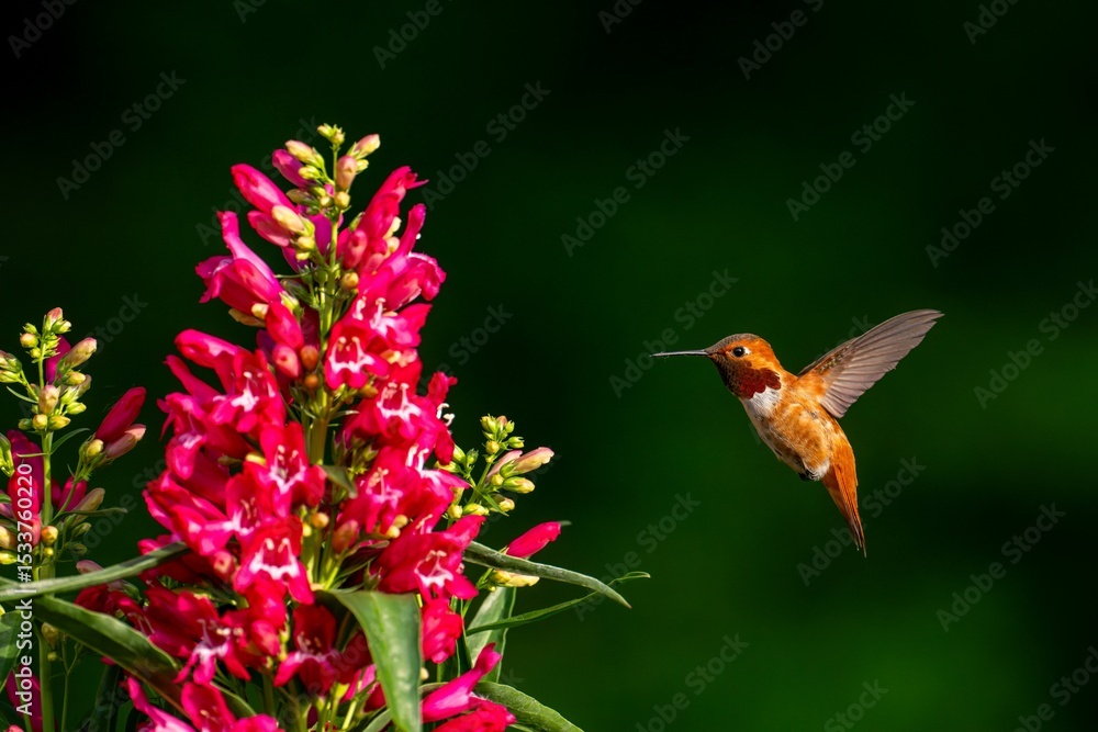 Fototapeta premium Hummingbird and vibrant red flowers