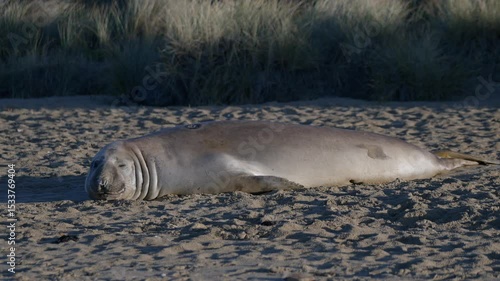 Elephant seal resting in the sand in the sunrise 