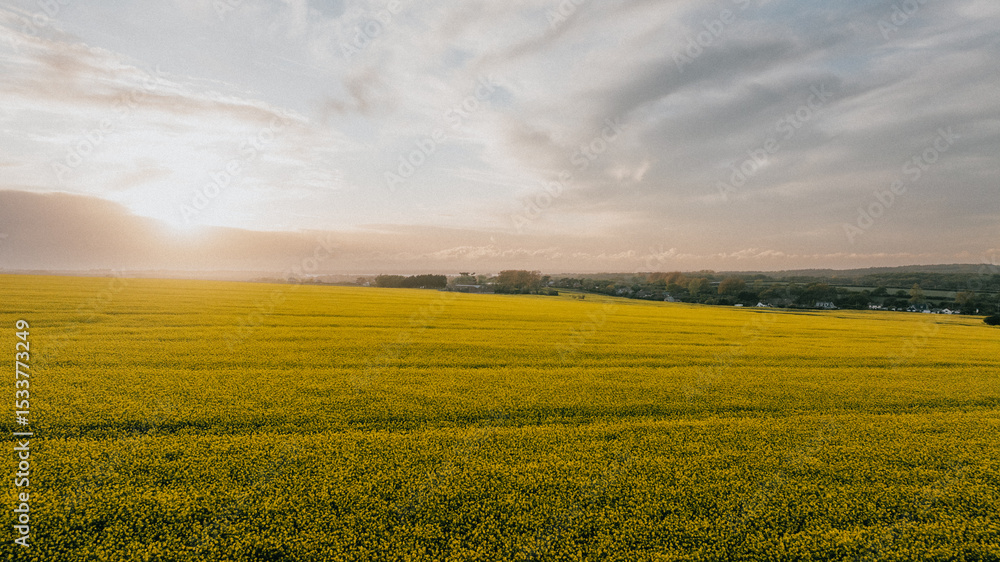 Fototapeta premium A field of yellow grass with a cloudy sky in the background. The sky is hazy and the sun is setting
