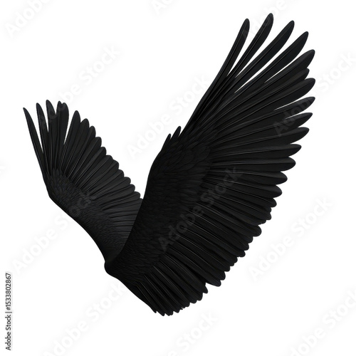 Elegant black bird wing in flight. transparent background