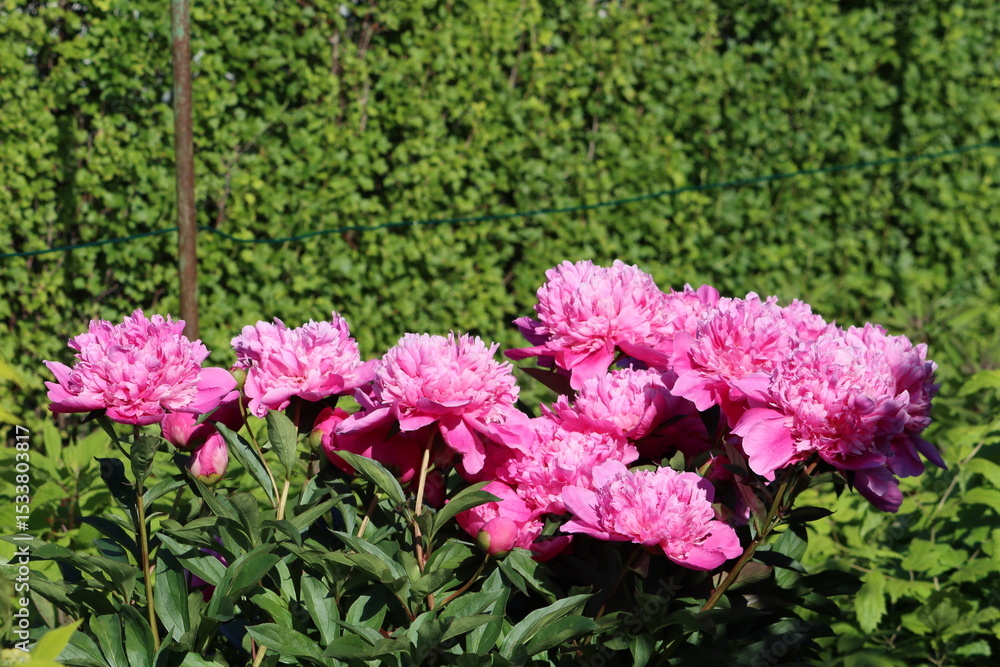 Fototapeta premium Sweden. Paeonia lactiflora (Chinese peony, Chinese herbaceous peony, or common garden peony) is a species of herbaceous perennial flowering plant in the family Paeoniaceae.