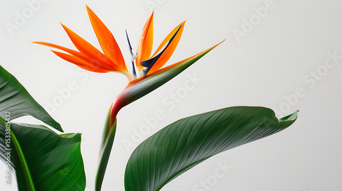 Bird-of-Paradise on White