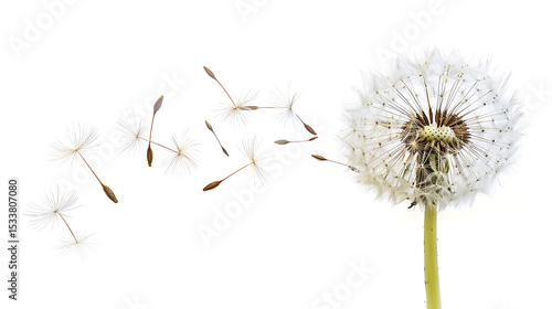 Wallpaper Mural Dandelion with Seeds on White Torontodigital.ca